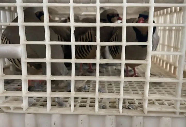 Habur'da ele geçirilen 38 keklik doğaya salındı