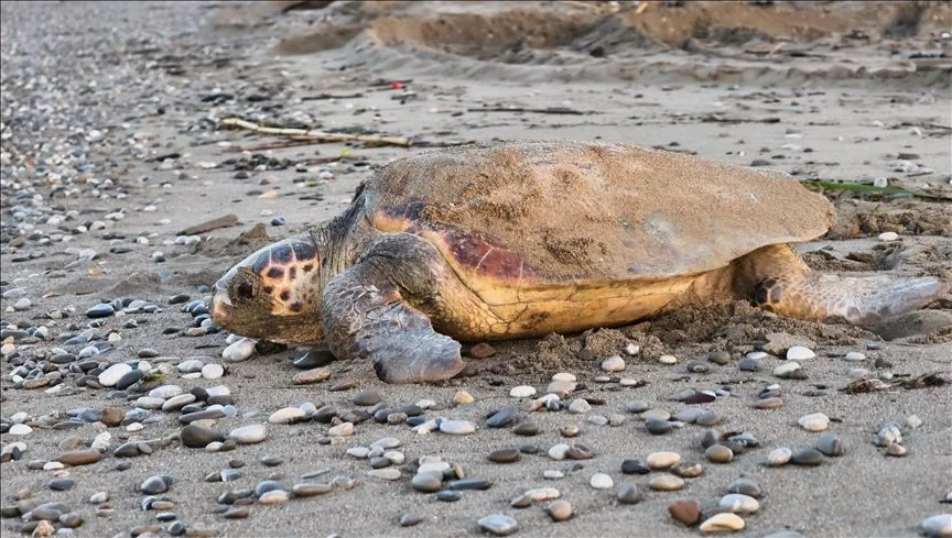 Antalya'nın Belek ve Kızılot sahillerinde 1500 caretta caretta yuvası tespit edildi 