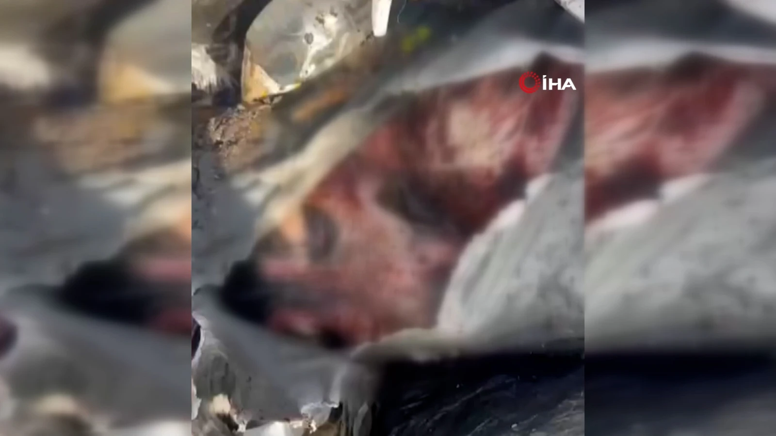 Osmangazi'de hayvan katliamı sosyal medyada tepki çekti