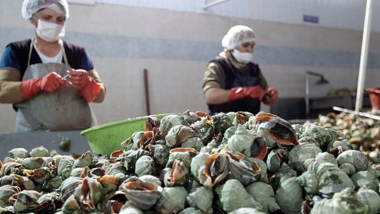 Deniz salyangozu ihracatı 9 ayda 10,7 milyon dolar kazandırdı