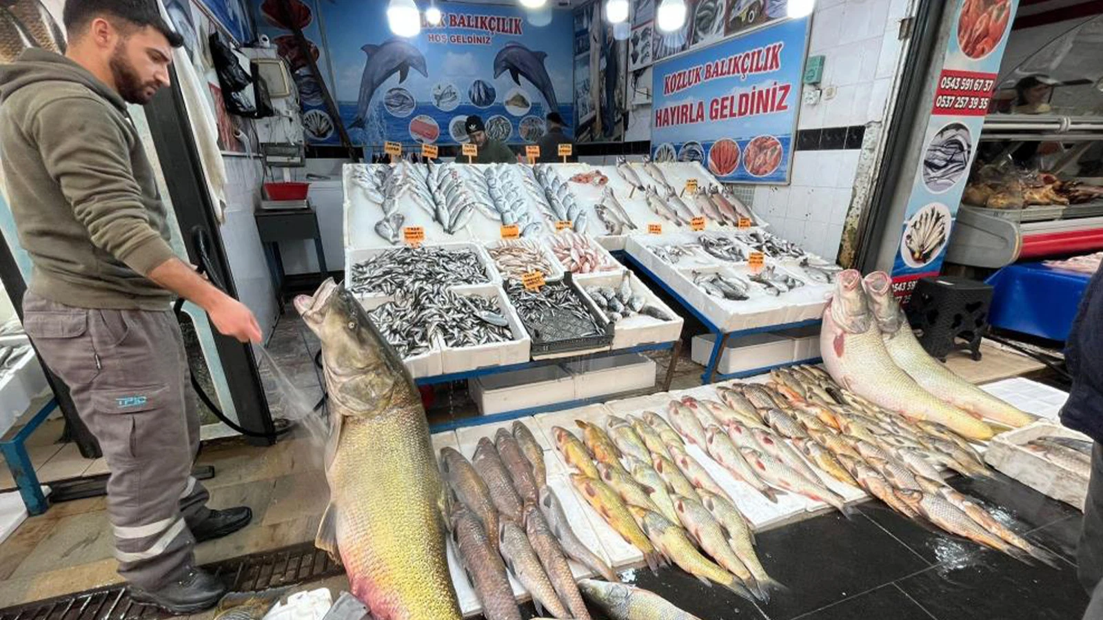 Görenler şaşkına döndü; 2 metre uzunluğunda, 120 kilo ağırlığında!