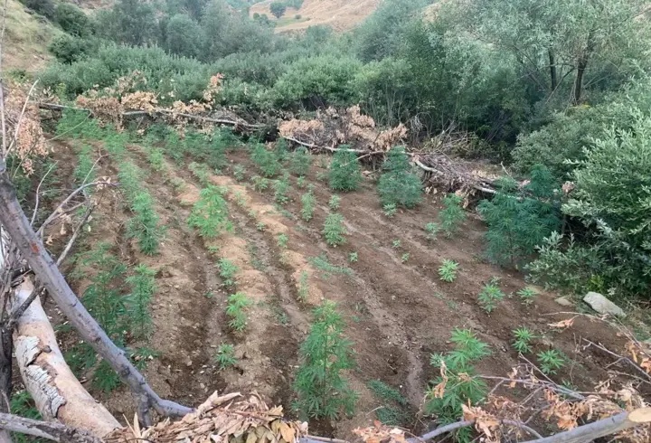 Bingöl’de 1520 kök Hint keneviri ile 4 bin kök skunk bitkisi ele geçirildi