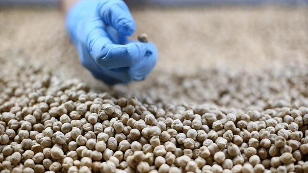 Türk hububat sektörünün 8 aylık ihracatı 8 milyar doları aştı