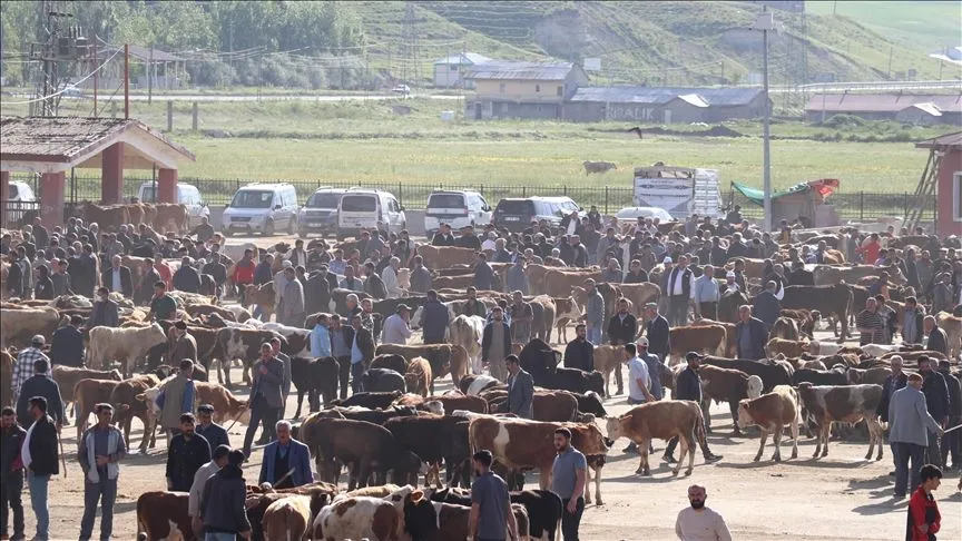 Doğu Anadolu'dan batıya yaklaşık 80 bin kurbanlık gönderildi