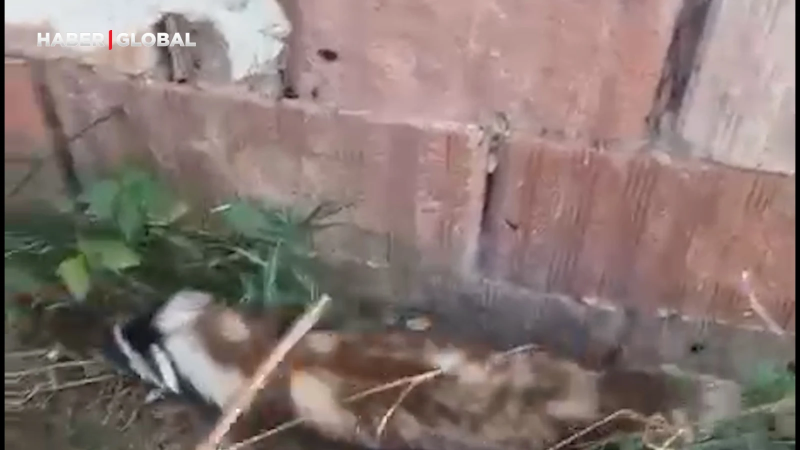 Sivas'ta nesli tükenme tehlikesi altında olan alaca sansar görüntülendi