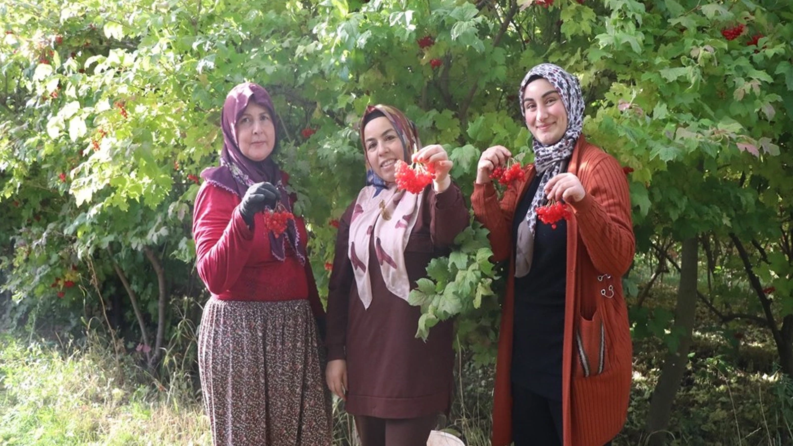 "Kırmızı Altın"Da Hasat Zamanı! Böbrek Taşı Düşürüyor, Şeker Hastalığına İYİ Geliyor