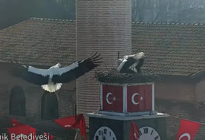 Can ve Canan leylek, 2'nci yıllarında da İznik'teki yuvalarında buluştu