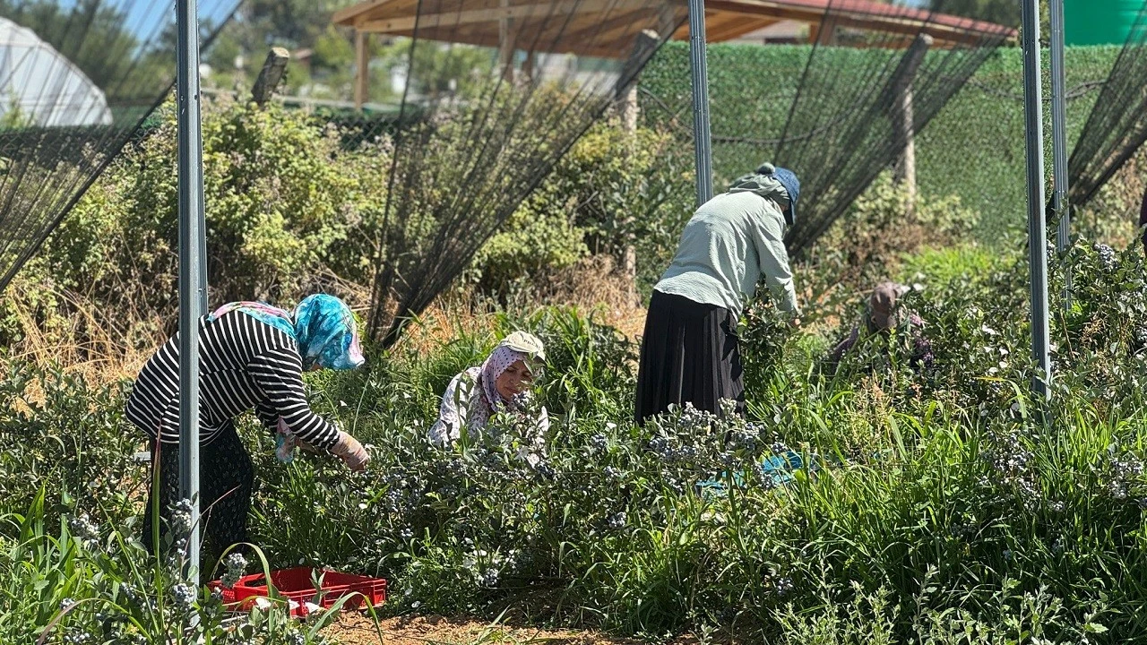 İstanbul’da yaban mersini verimi ortalamanın üzerine çıktı!