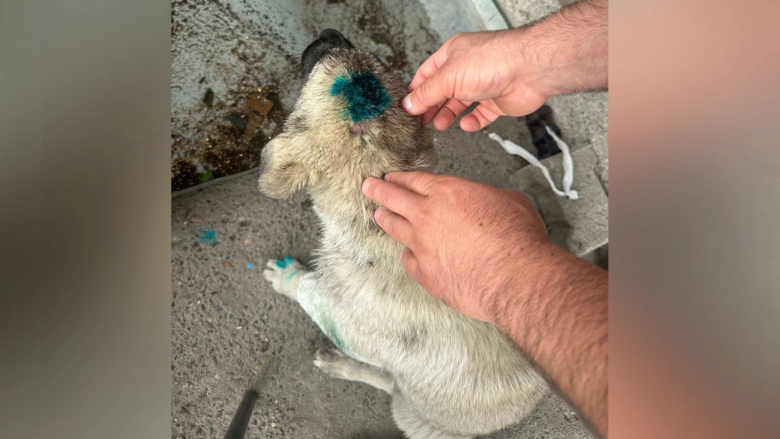 Zonguldak'ta bir erkek, yavru bir köpeği ısırdı