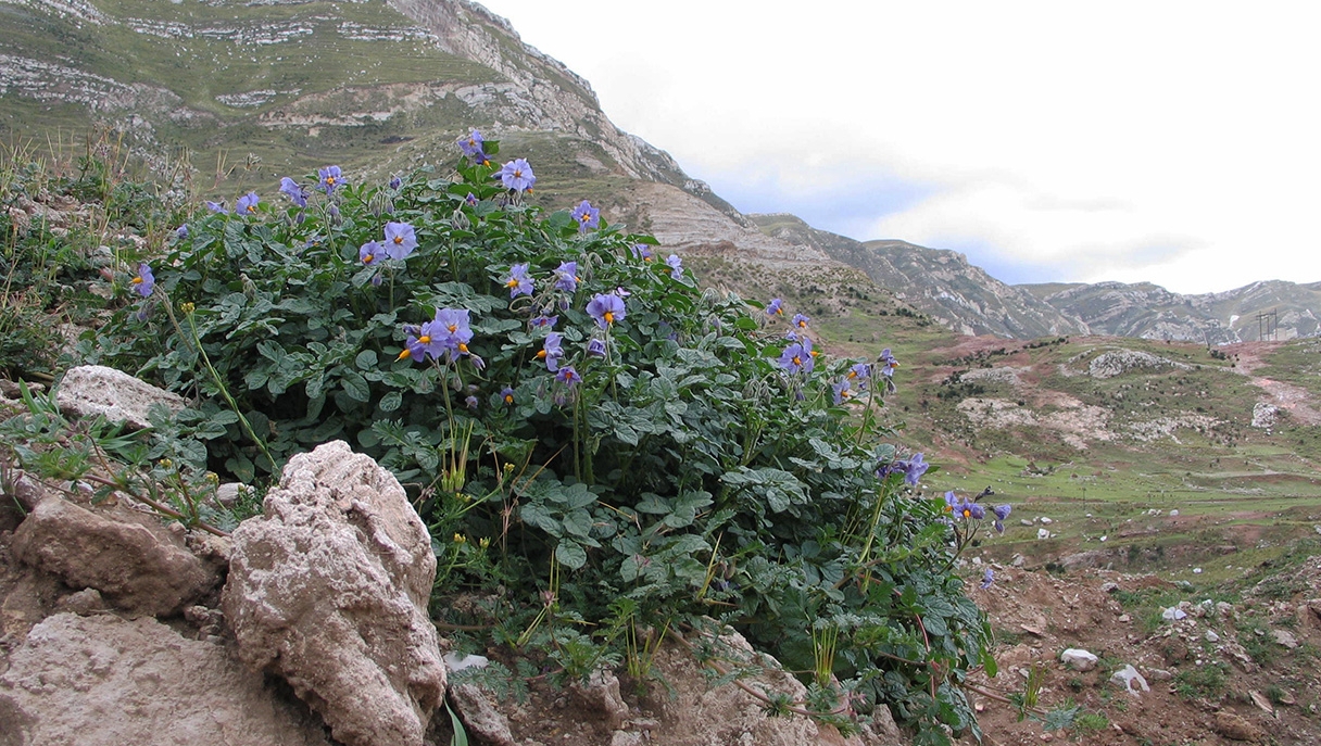 Bugün Patates Yiyebilmenizi Domateslere Borçlu Olabilirsiniz!