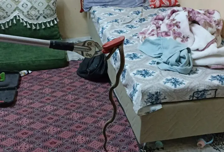 Eve giren yılan, itfaiye görevlilerince yakalandı