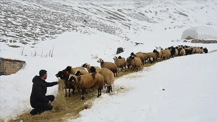 Bitlis'te kar ve soğuk havada besicilerin zorlu mesaisi sürüyor
