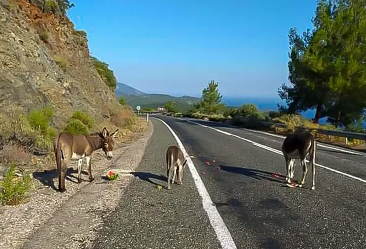 Muğla'da kara yolu çevresindeki yabani eşekler toplanıyor