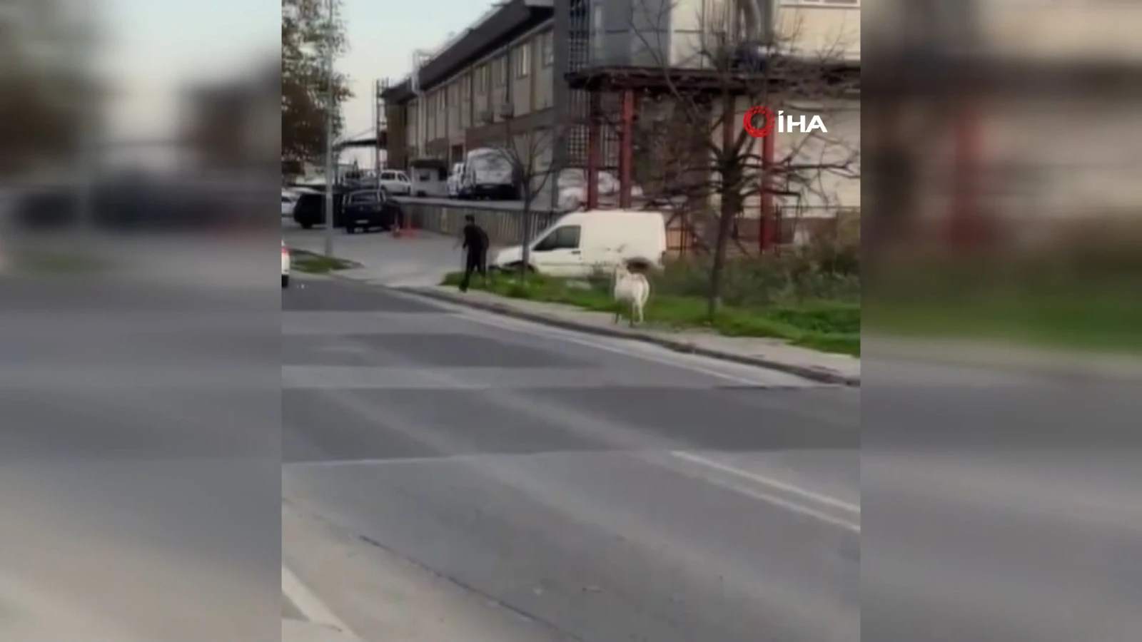 Esenyurt'ta ilginç anlar: Keçi öğrencileri böyle kovaladı