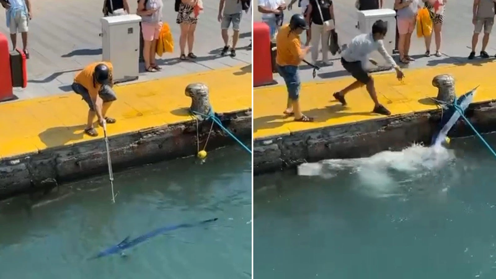 Bodrum’da skandal! Nesli tükenme tehlikesindeki balık limanda zıpkınla vuruldu