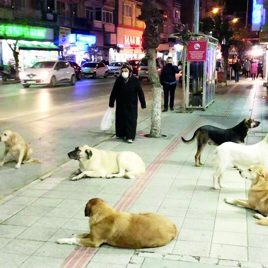 9 Ayda 479 Bin Kuduz Riskli Temas Vakası