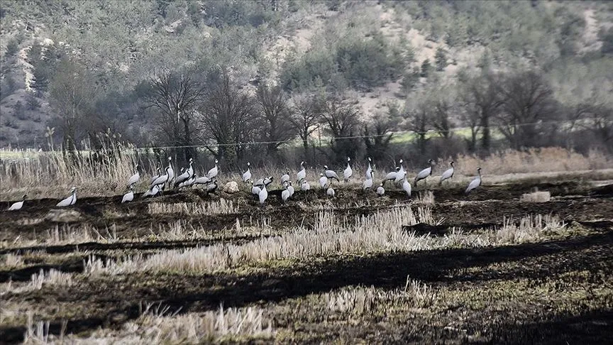 Göç yolundaki turnalar Sinop’taki Cuma Ovası'nda görüntülendi
