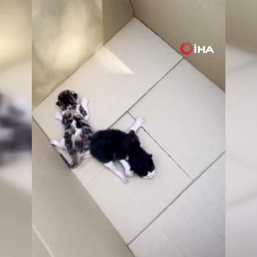 Otomobilin Kaputunda Doğan Kediler İtfaiye Tarafından Kurtarıldı