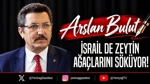 İsrail De Zeytin Ağaçlarını Söküyor