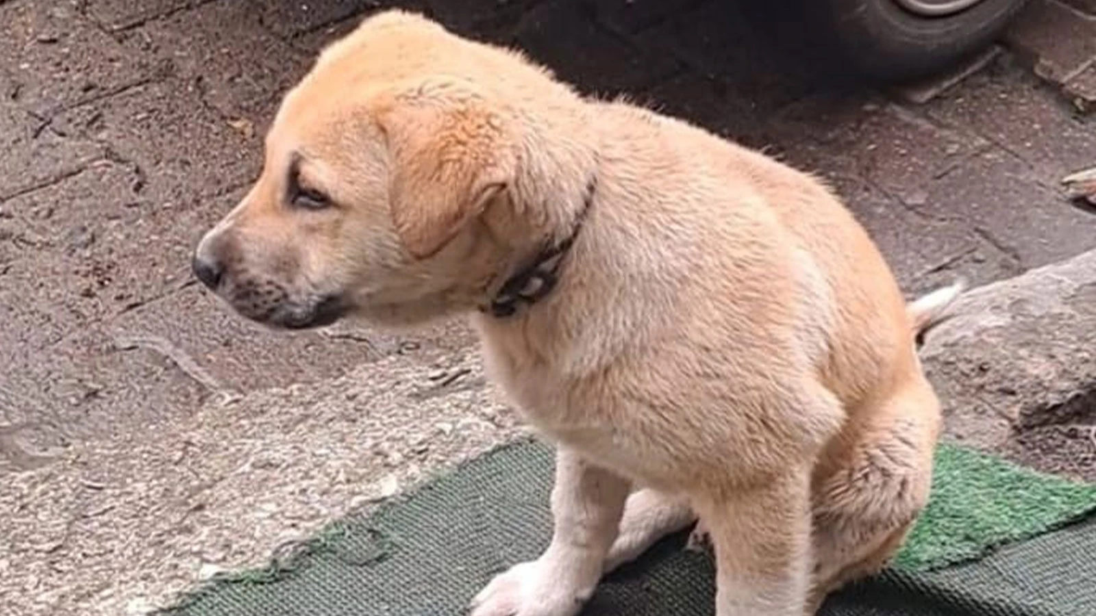 Ordu'da 'pes' dedirten olay: Yavru köpekleri aracıyla ezip kaçtı