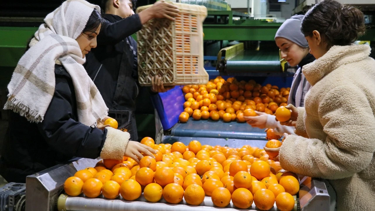 Türkiye'nin narenciye ihracatı 1,47 milyar dolara ulaştı