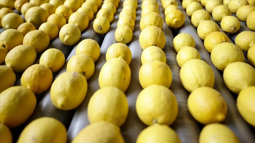 Limon ihracatı yarından itibaren geçici olarak durdurulacak