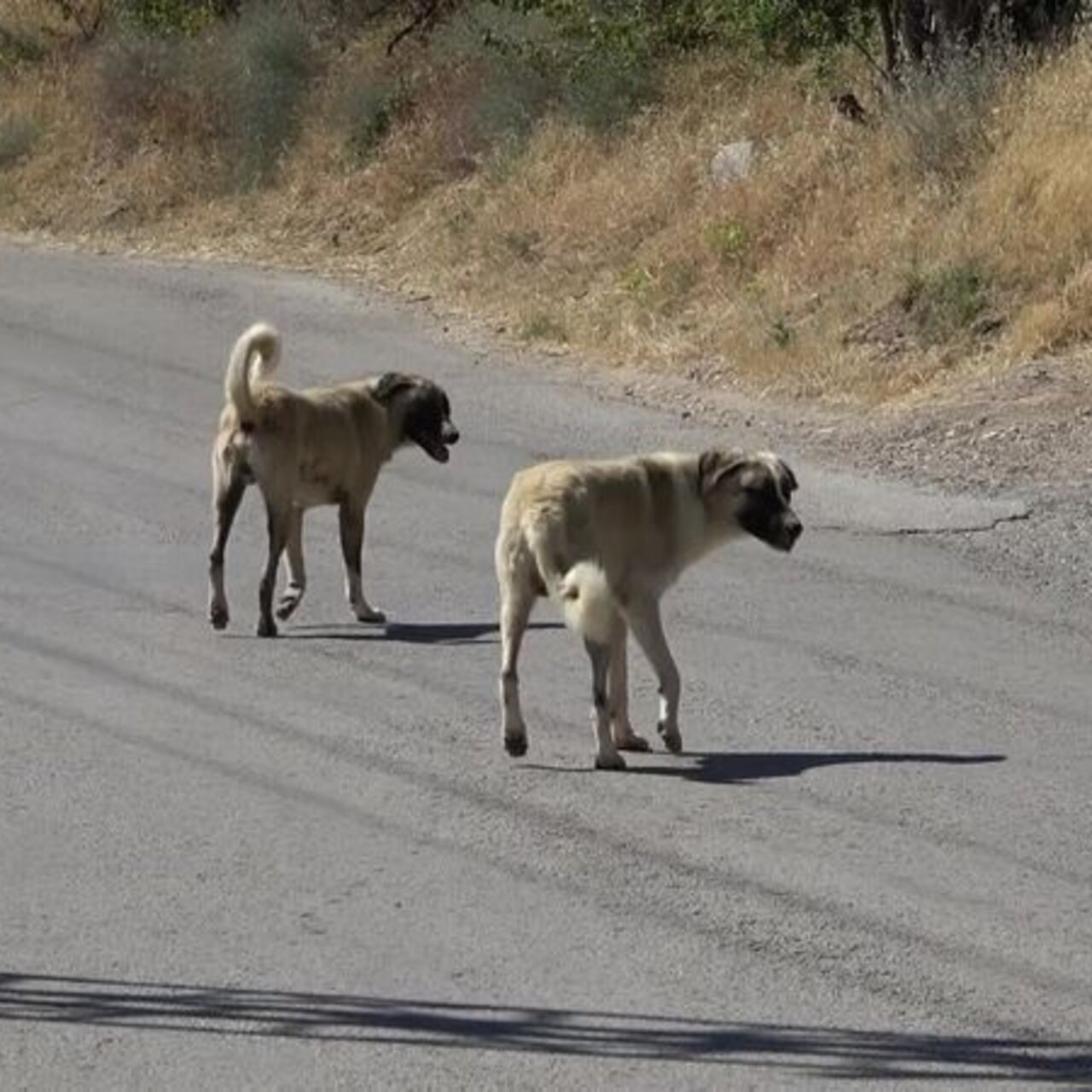 Sahipsiz köpeklerden kaçarken otomobil çarptı!
