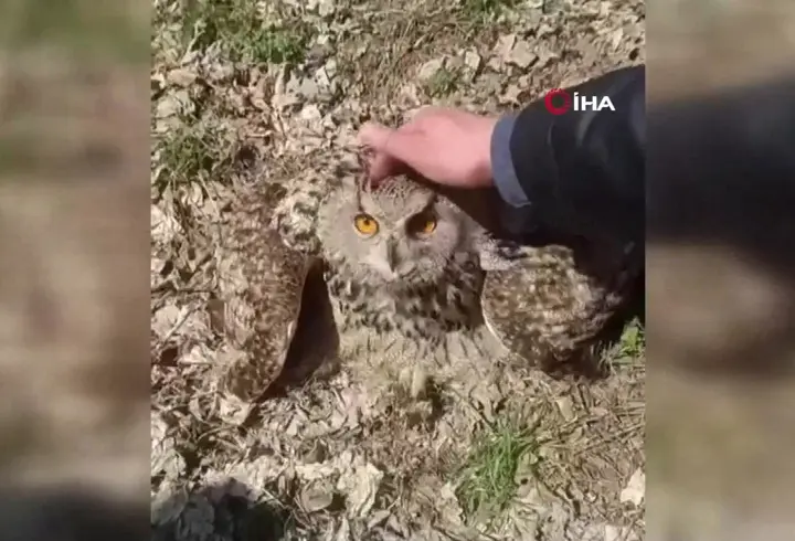 Bulduğu baykuşu "fıstık" diyerek sevdi