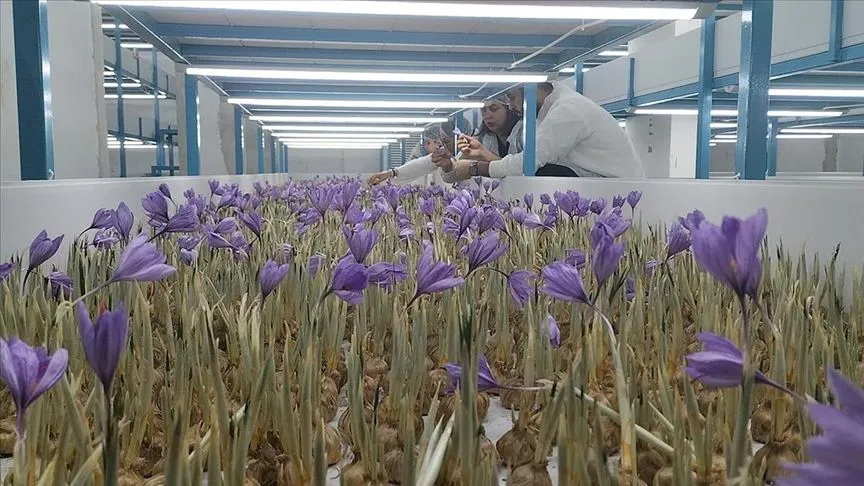 Mali müşavir kurduğu tesiste topraksız safran üretimi yapıyor