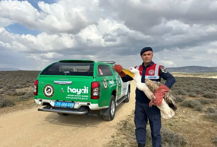 Kilis'te yaralı bulunan pelikan koruma altına alındı