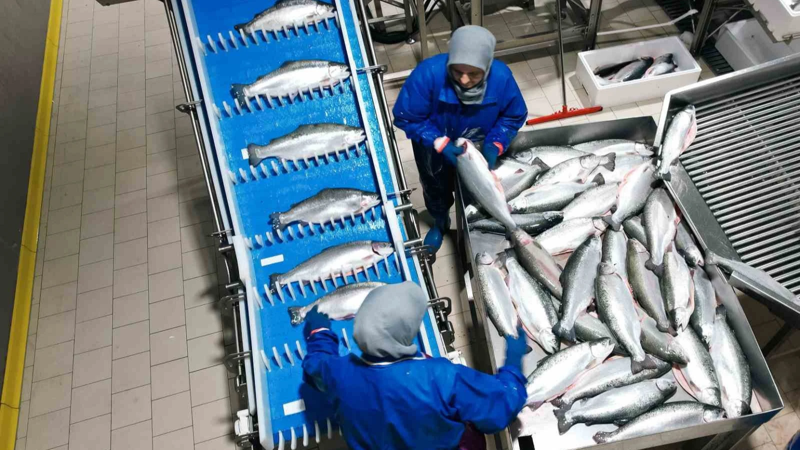 Samsun, su ürünleri ihracatında çıtayı yükseltiyor
