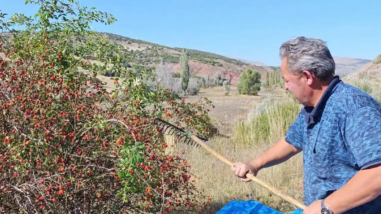 Dağlarda Bedava, Halde Kilosu 150 Lira! Bu Yıl Her Yeri Sardı...