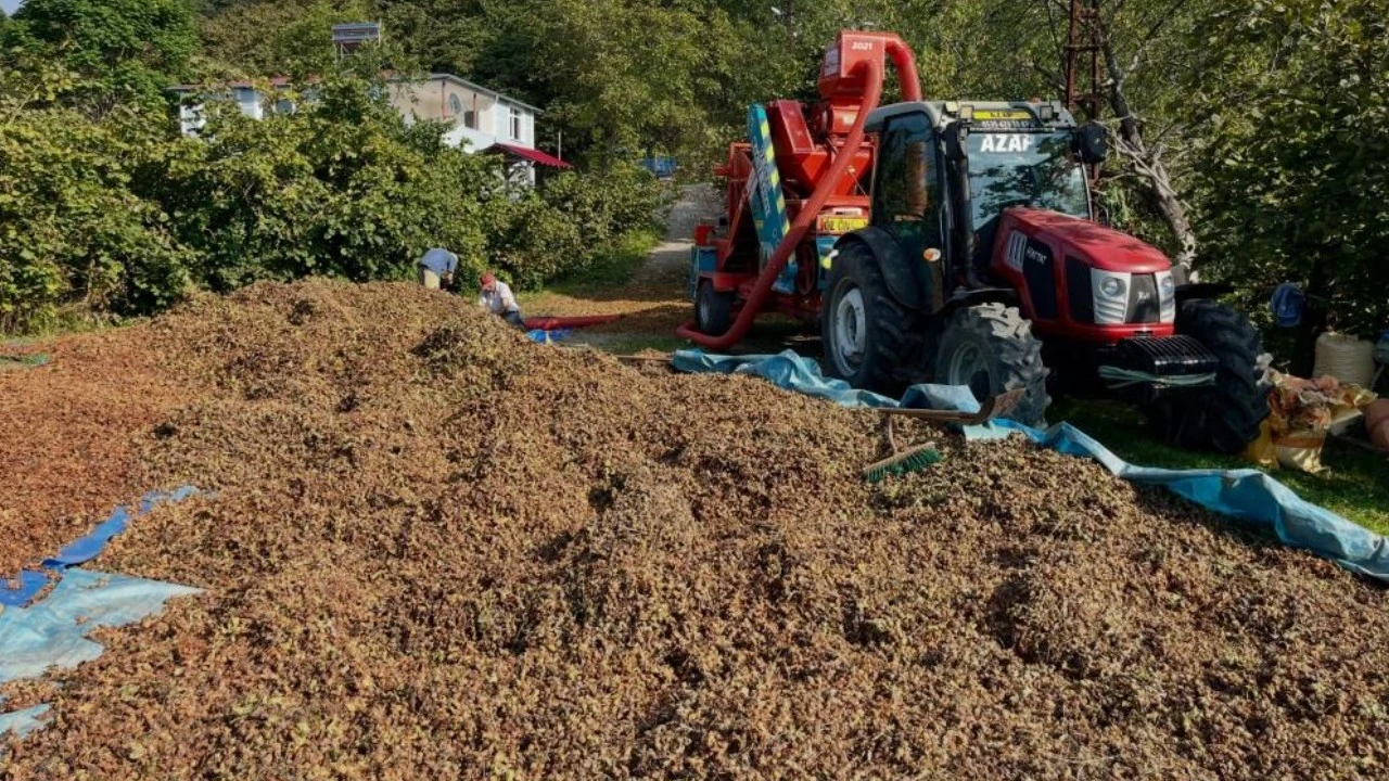 Fındıkta hasat bitti, saatliği 6 bin TL olan yeni mesai başladı
