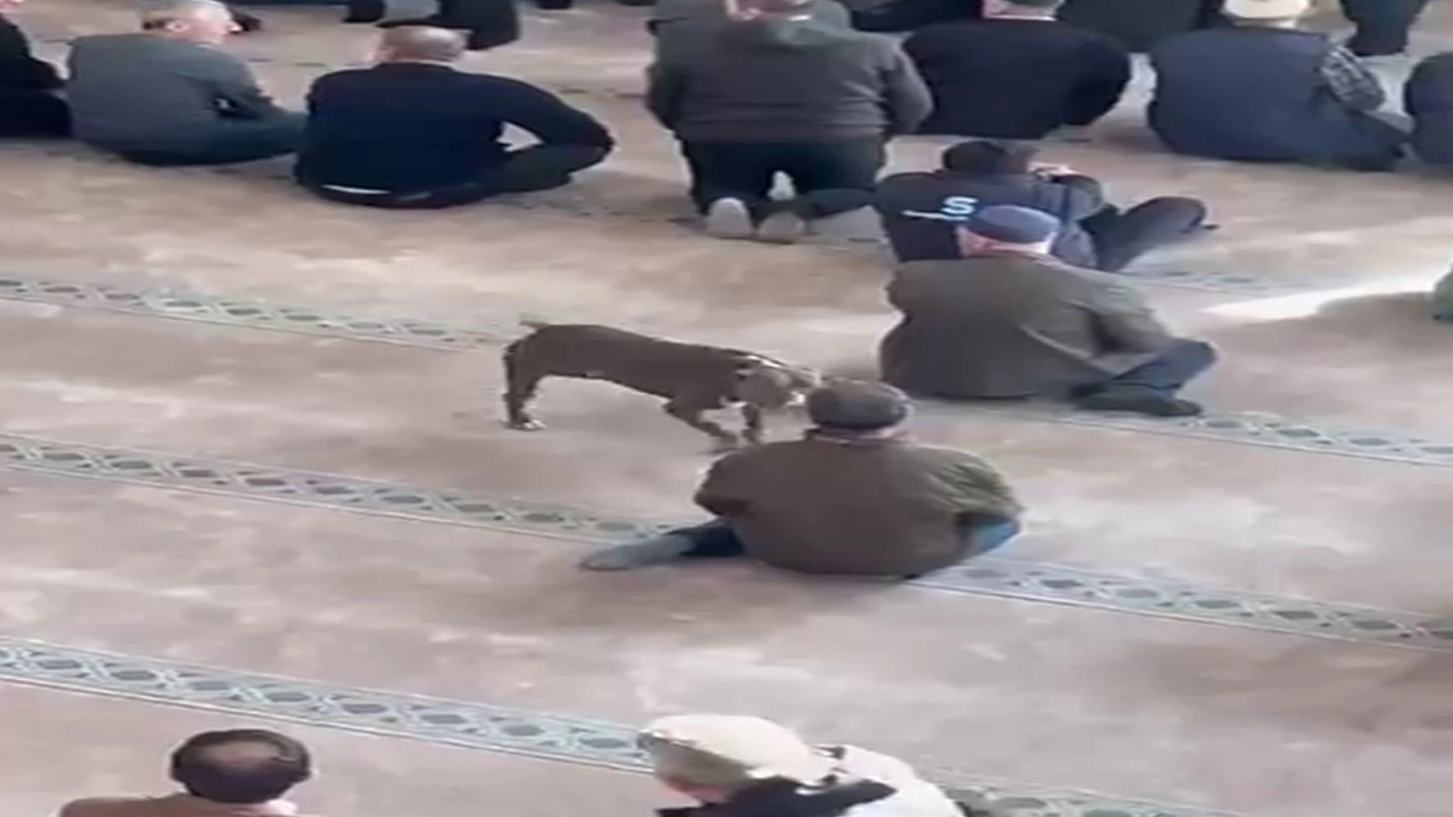 Kocaeli'de pitbull camiye girdi: Sahibine adli ve idari işlem yapıldı