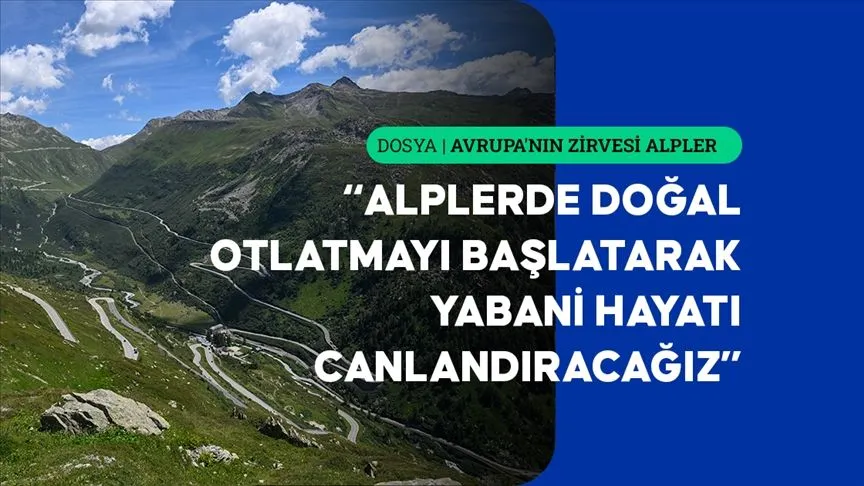 Alplerde otlatmanın yeniden başlatılması daha dirençli ekosistemler sağlayabilir