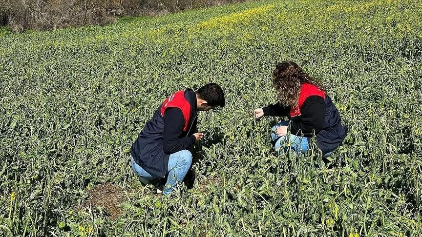 Trakya'da zirai dondan etkilenen tarım alanlarında hasar tespit çalışmaları başladı