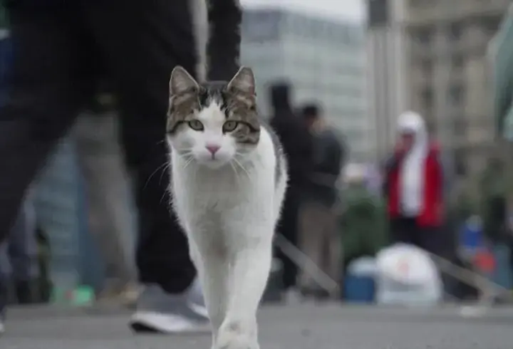 İstanbul’un kedileri Fransız medyasında