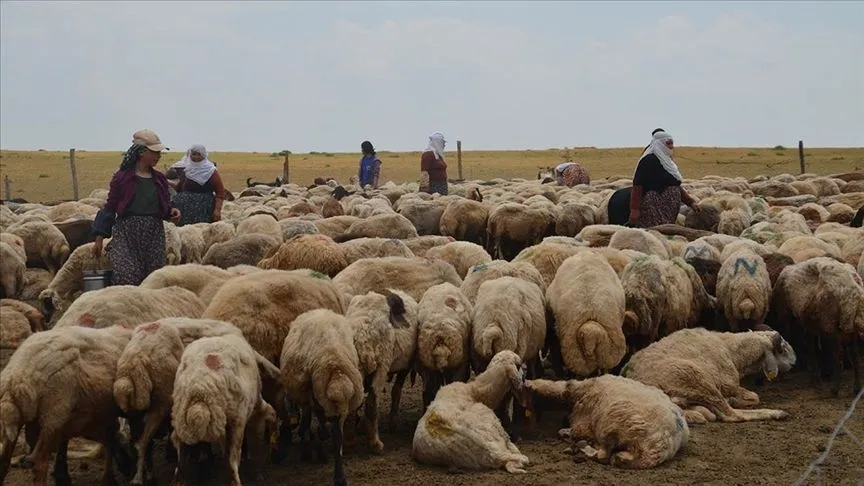 Muş'ta berivanlar süt sağımı için traktör römorkunda kilometrelerce yol kat ediyor