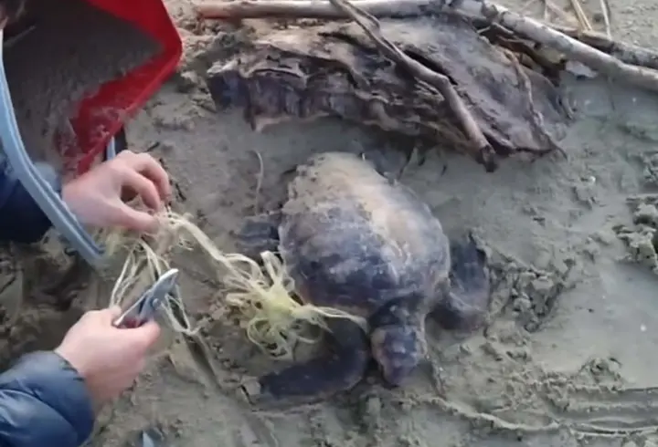 Misina ve ipe dolanan caretta carettayı vatandaşlar kurtardı