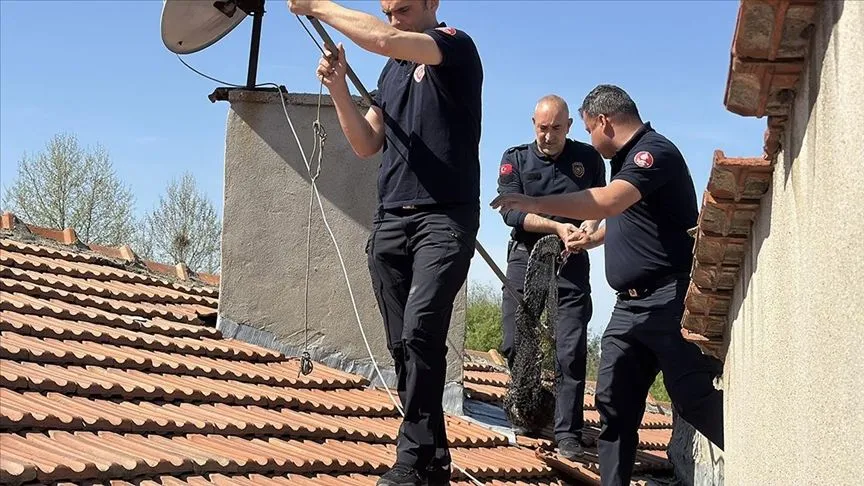 Edirne'de iş yerinin çatısında mahsur kalan kedi kurtarıldı