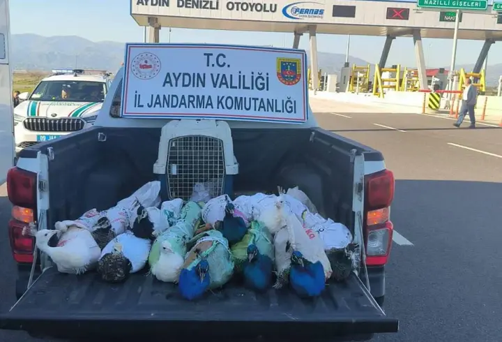 Yolcu otobüsünde 12 tavus kuşu ele geçirildi