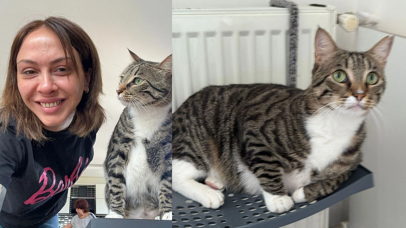 Kayıp kedi 'Sakat'ı bulana 100 bin lira para ödülü verilecek