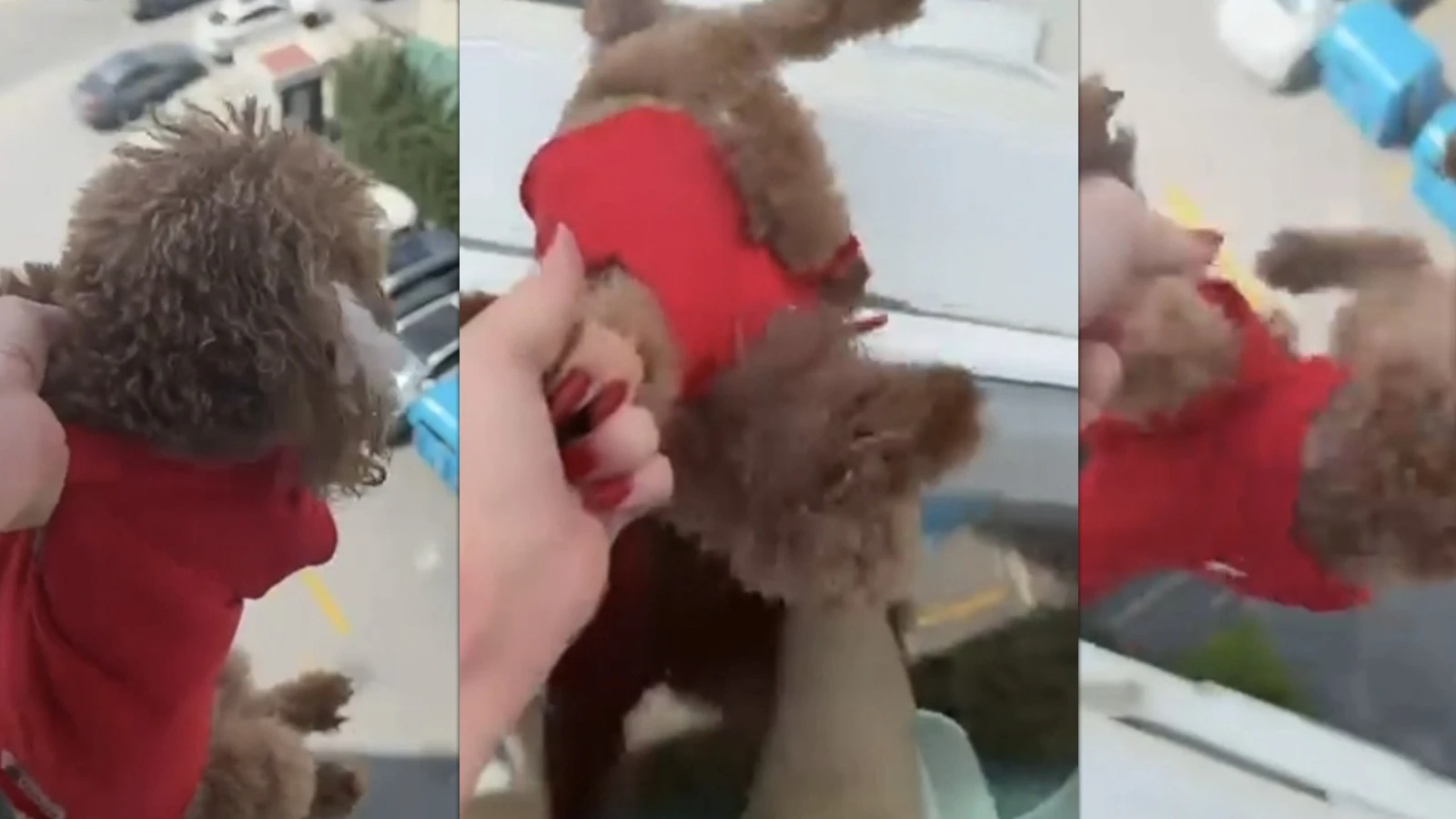 Pencereden sarkıttığı köpeği cama vurup kaydetti; 'Alkollüydüm' deyip özür diledi