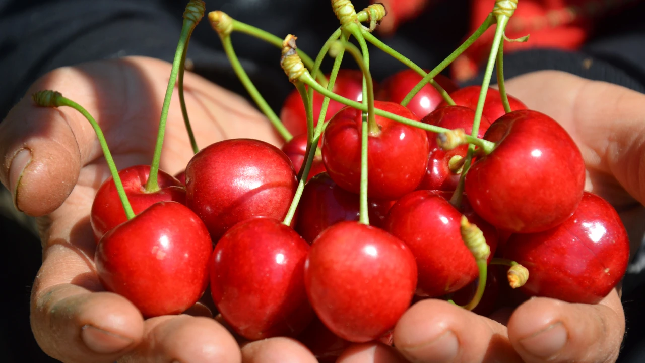 Antalya'da sezonun ilk kirazı kilosu 1000 TL'den satıldı