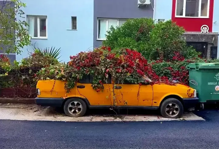 Hayalet otomobil sokak kedilerine yuva olmuştu! 8 yılda doğanın parçası oldu...