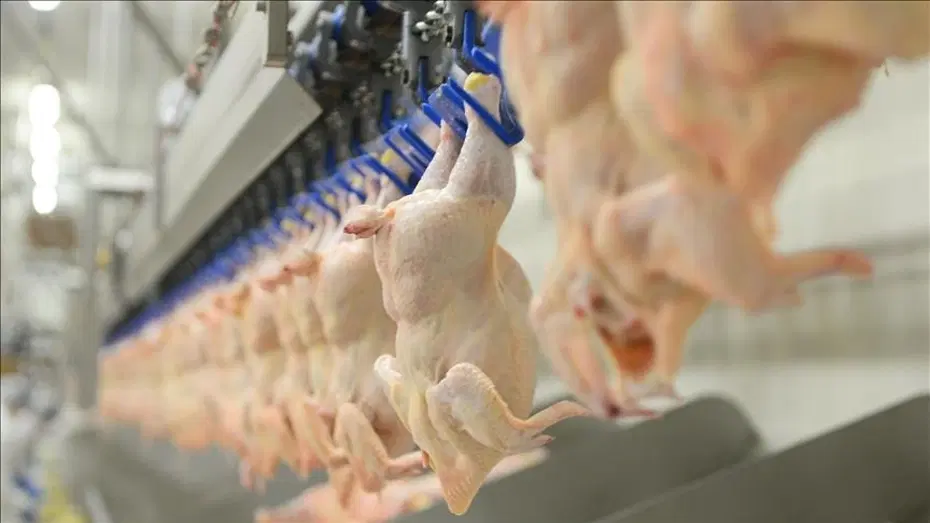 Tavuğa Ramazan öncesi zam kararı. Ticaret Bakanlığı ihracatı durdurulacak