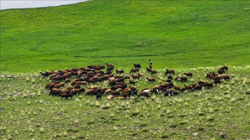 Iğdır'da 10 bin dönüm arazi mera olarak çiftçilerin hizmetine açıldı
