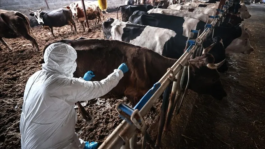 Güney Afrika'da şap salgını nedeniyle "ulusal afet hali" ilan edildi