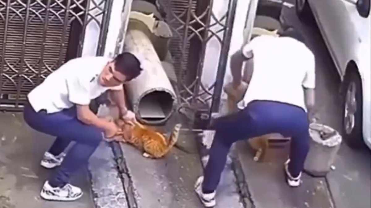 Sevmek için yaklaştığı kediye vahşeti yaşattı