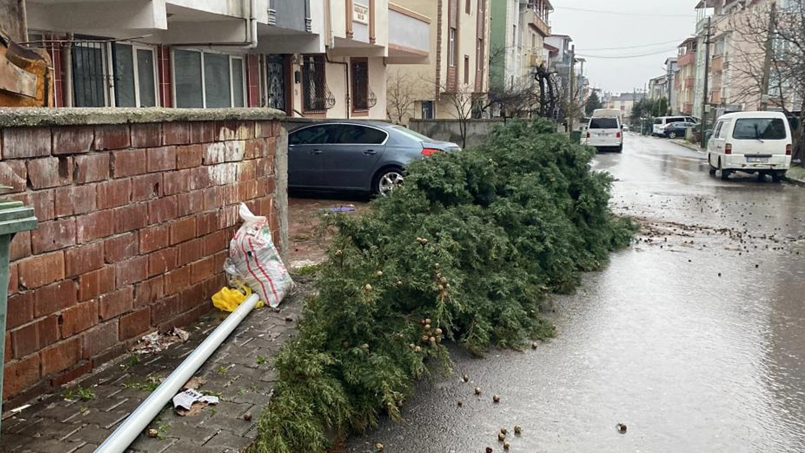 Kocaeli'de faciaya ramak kala: Şiddetli rüzgar 12 metrelik ağacı devirdi